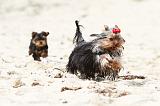 YORKSHIRE TERRIER 045